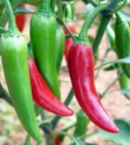 Capsicum Annuum USDA #593562 Hot Peppers (Type 2) HP1555-10